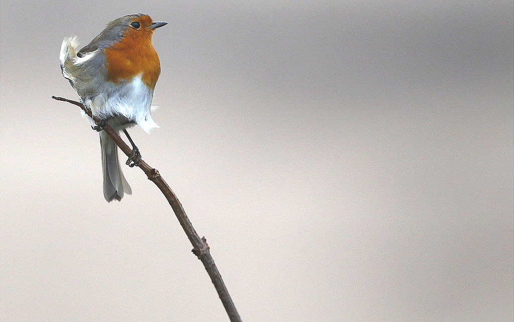 European robin