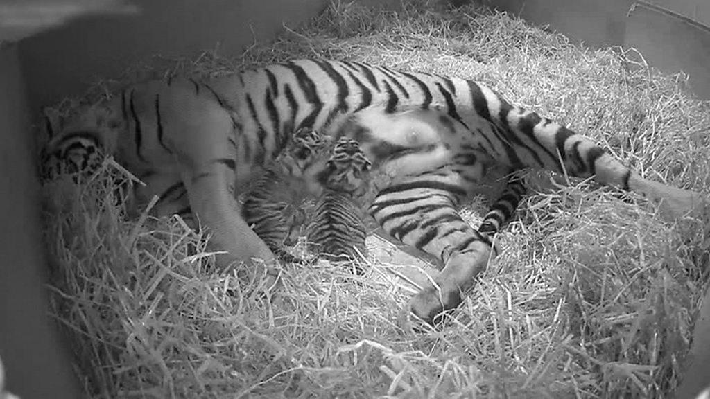 Tiger cubs at London Zoo