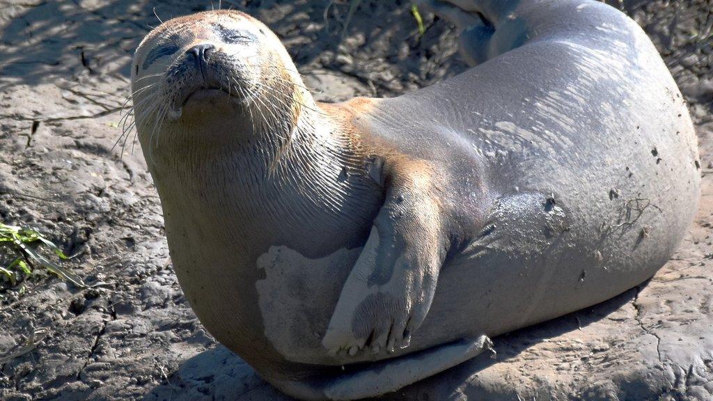 Seal, Somerset Levels