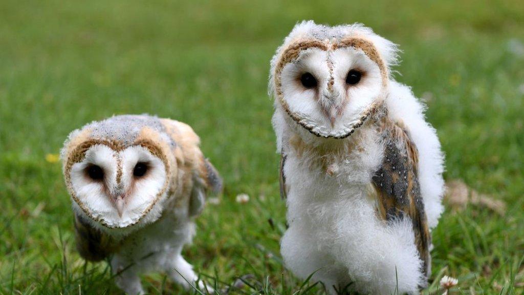 Two barn owls