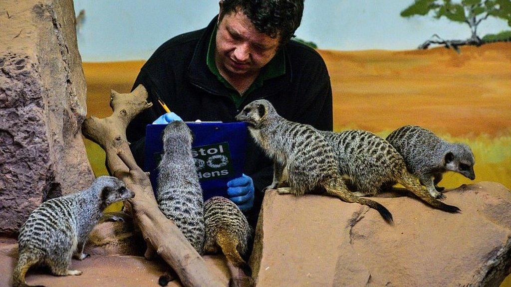 Meerkats gather around mammal keeper Scott Allen