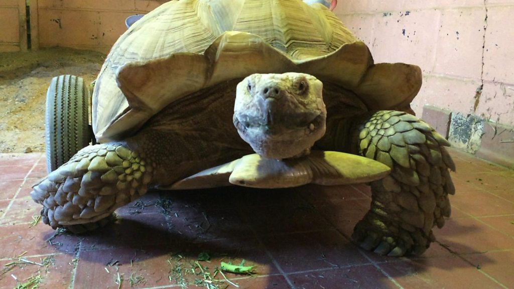 Bert the tortoise who has wheels to help him move