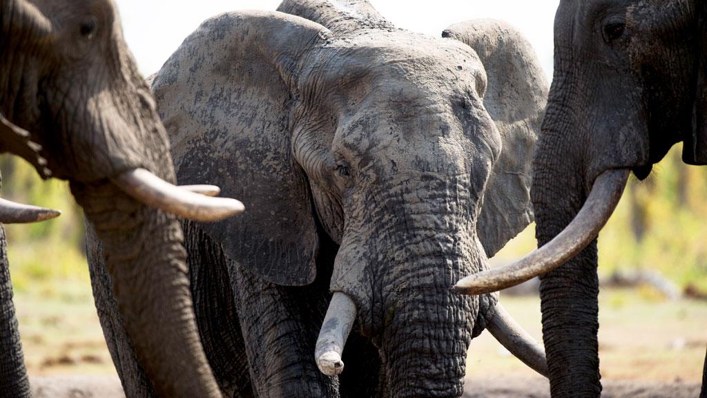 Elephant in Zimbabwe