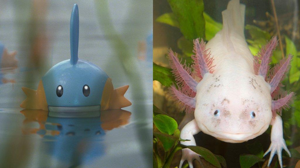 mudkip-axolotl.