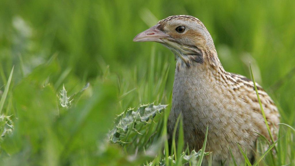 Corncrake