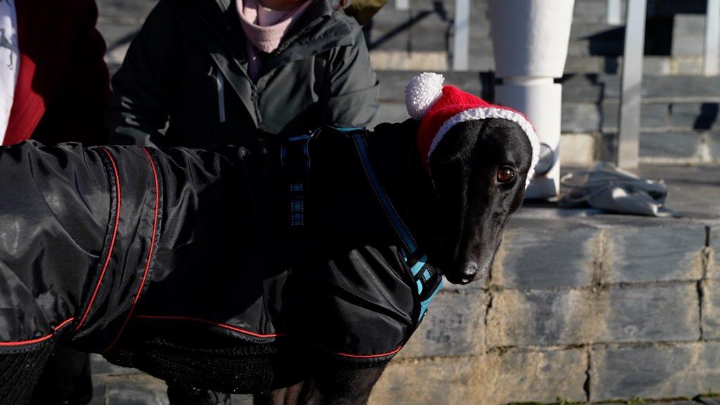 Greyhound wearing a Christmas hat