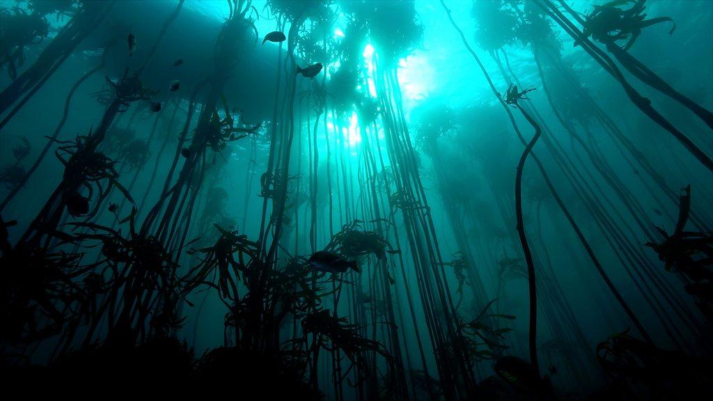 Kelp forest