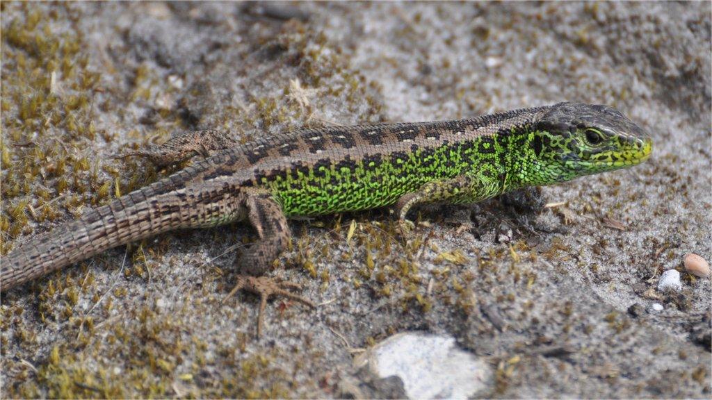 Sand Lizard