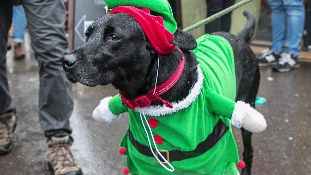 Christmas Jumper Dogs