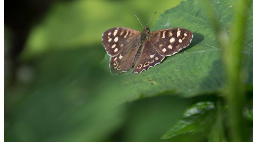 BBC Local Live Updates from Leicestershire on Tuesday 11 August 2015