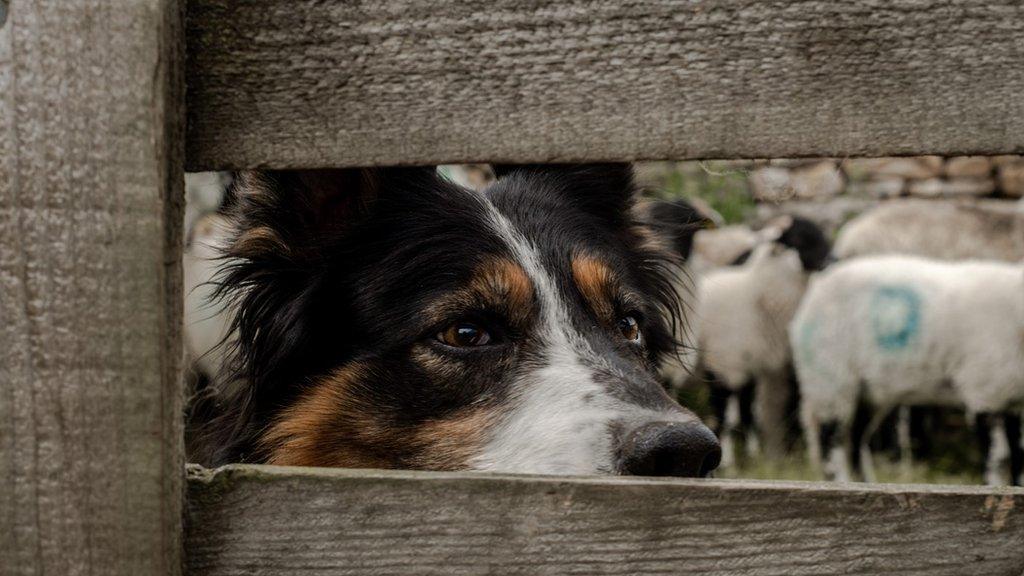 Sheepdog looking through a gate