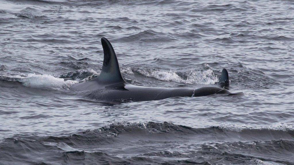 Orca off Caithness coast