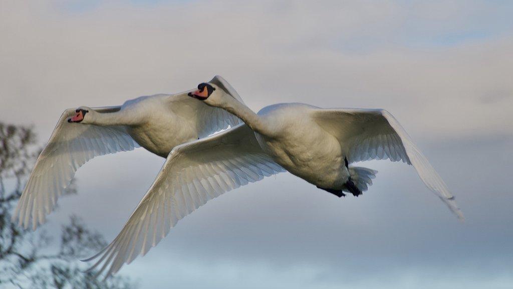 Swan fly past over the top pond