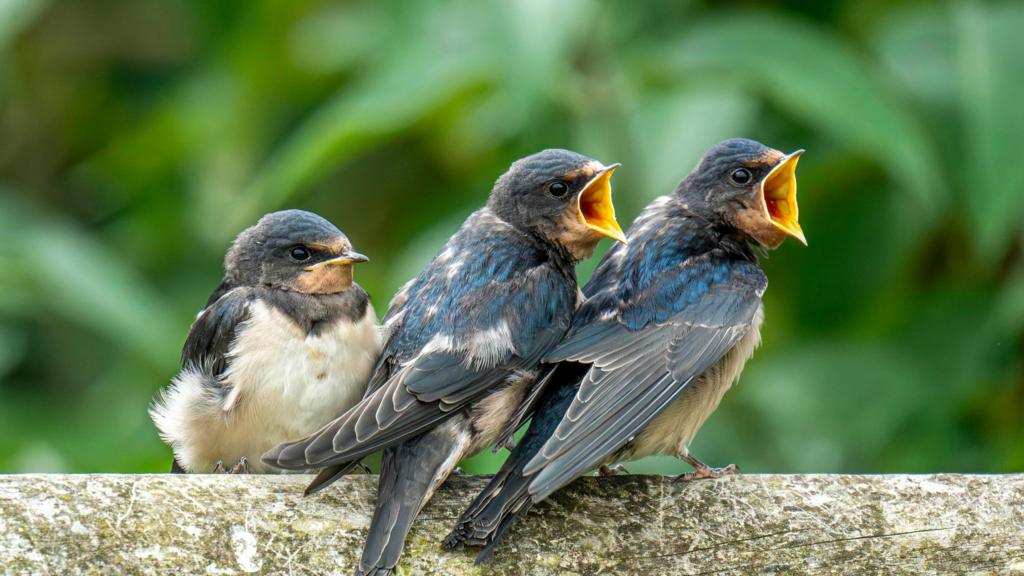 Das warme Frühlingswetter verspricht Freude für Naturliebhaber