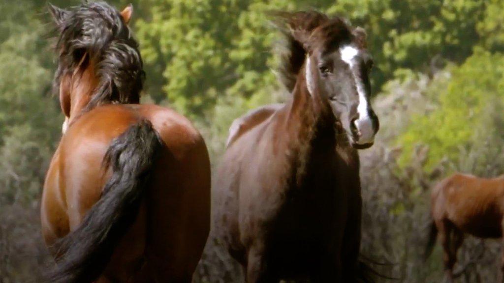 Stallions in the New Forest