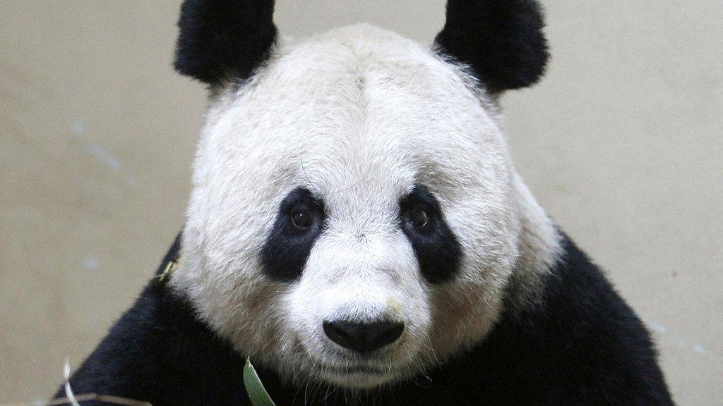 tian-tian-panda.