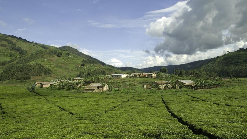 Tea fields