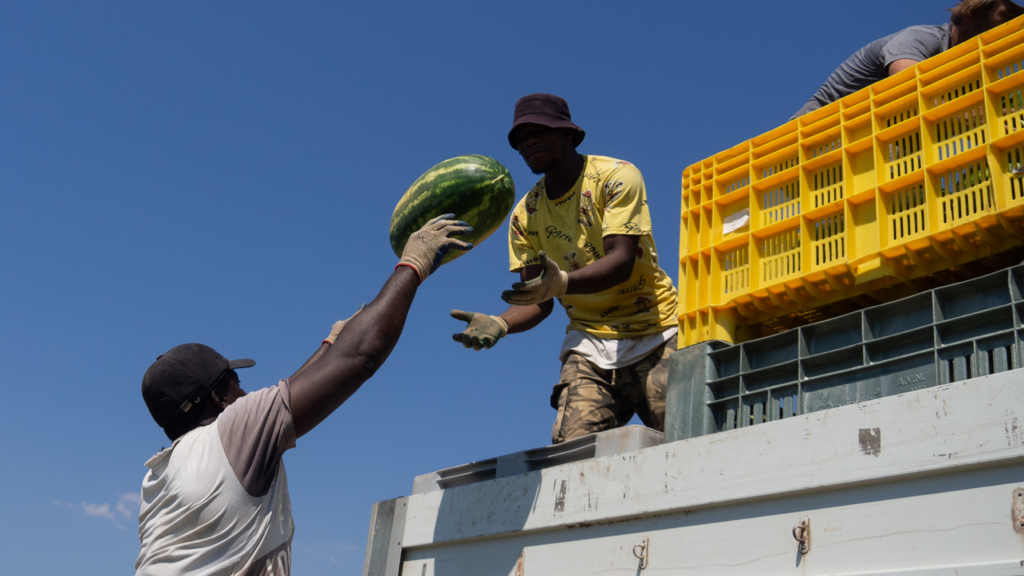 African immigrants employed in the harvest of watermelons in Calabria during one of the hottest summers in history.