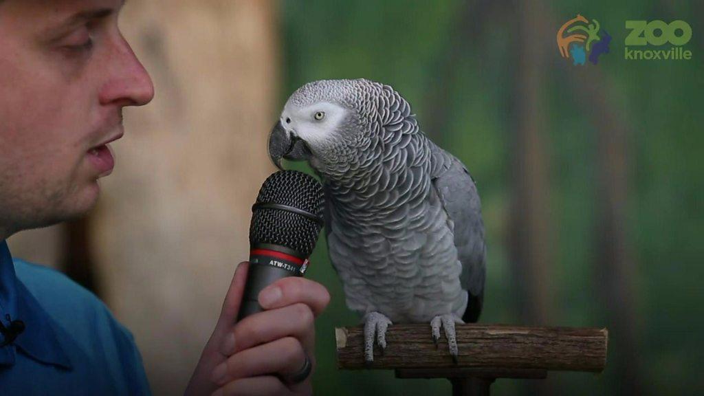 Einstein the parrot