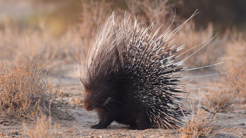 porcupine.