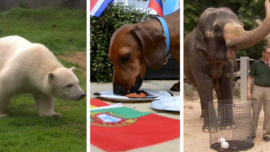 Animals choosing World Cup teams