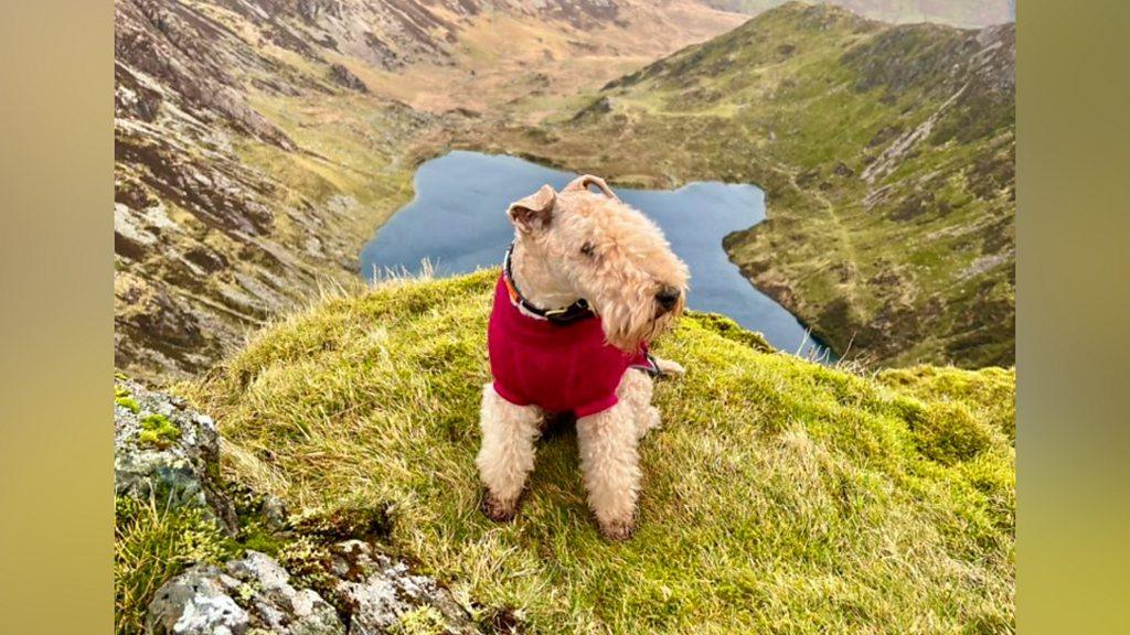 Bertie the Lakeland terrier on a hillside with a lake in the background