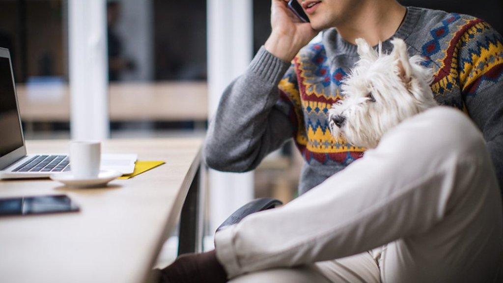 A dog on a man's lap.