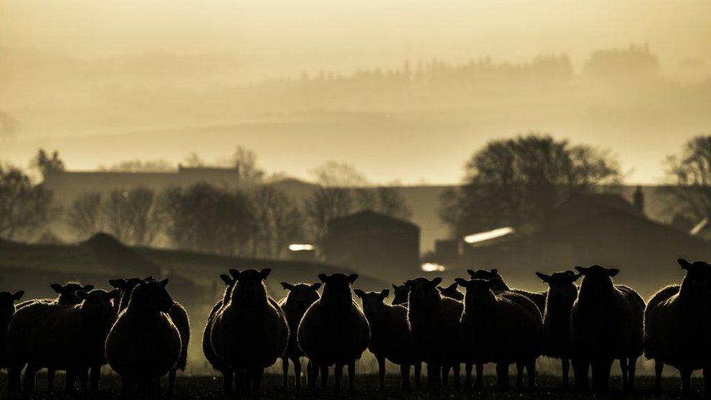 Sheep on a Scottish farm