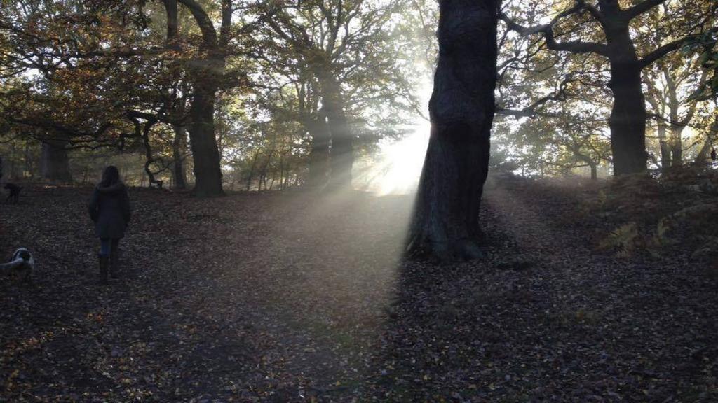 Cannock Chase