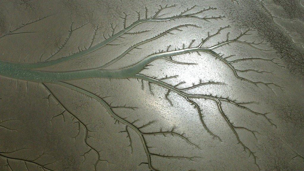 Channels in mudflats look like a tree when photographed from the air