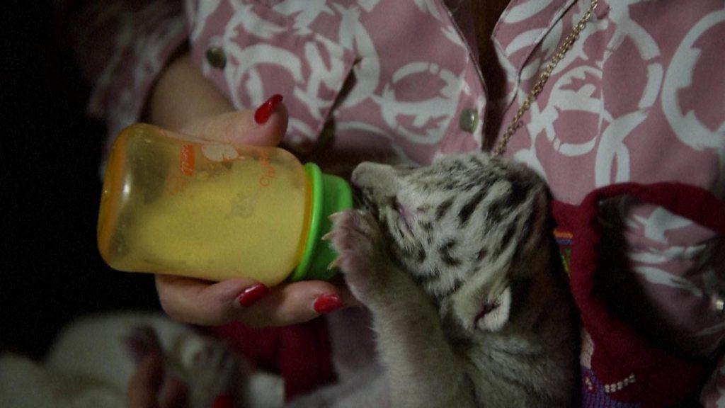 White Bengal tiger cub being bottle fed