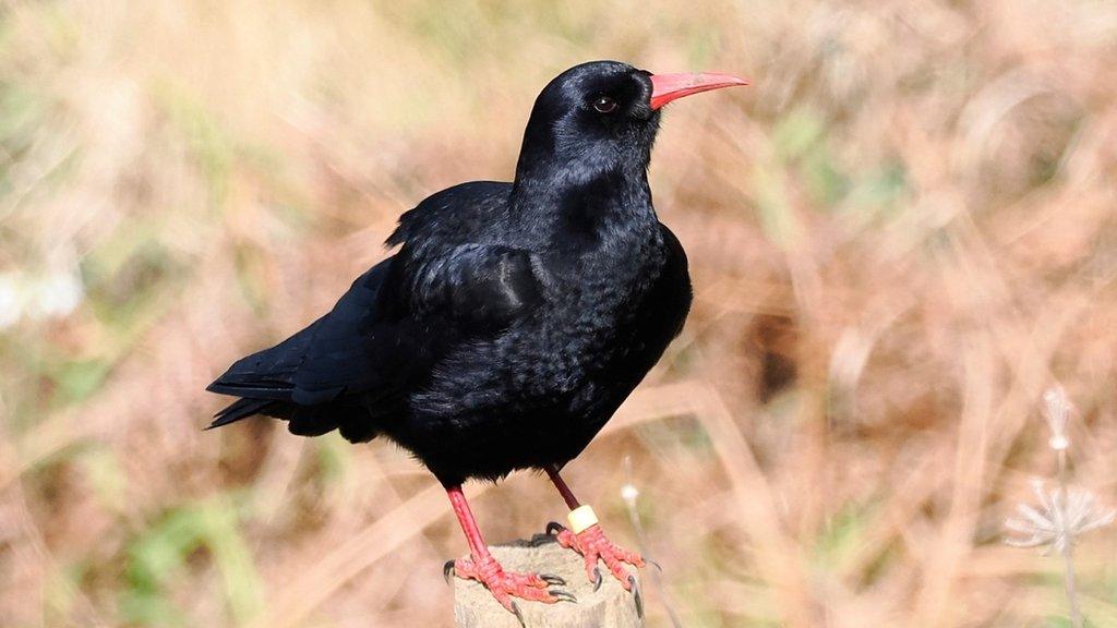 A Cornish chough