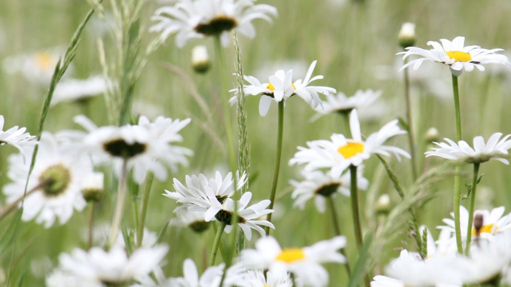 Daisies