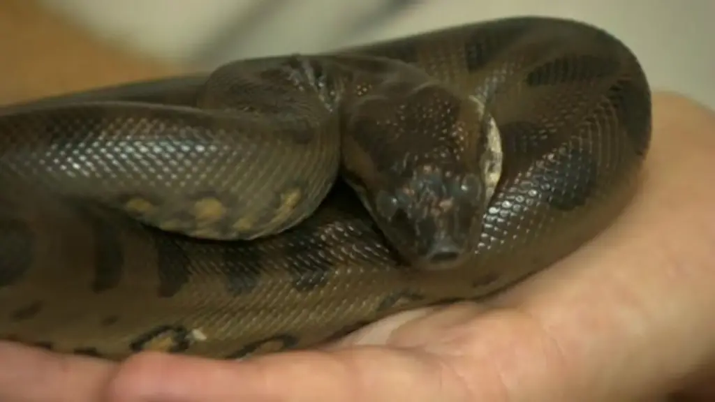 Anaconda Vipex Bank Alarm Single