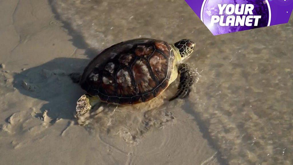 A turtle on the sand