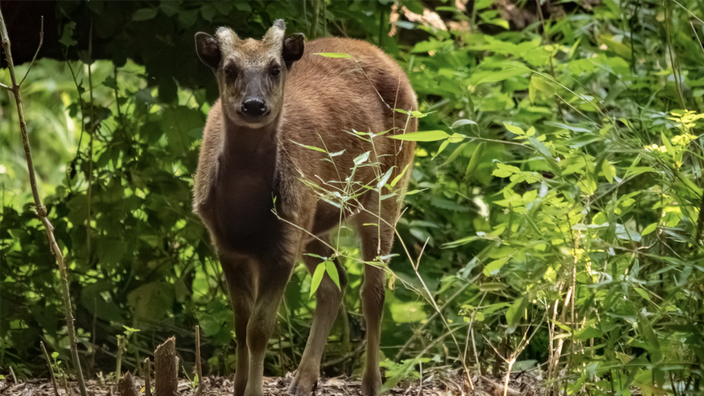 A Philippine spotted deer