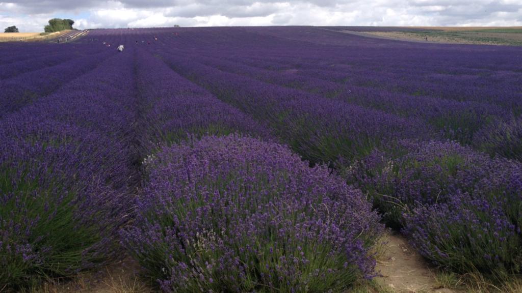 Hitchin lavender