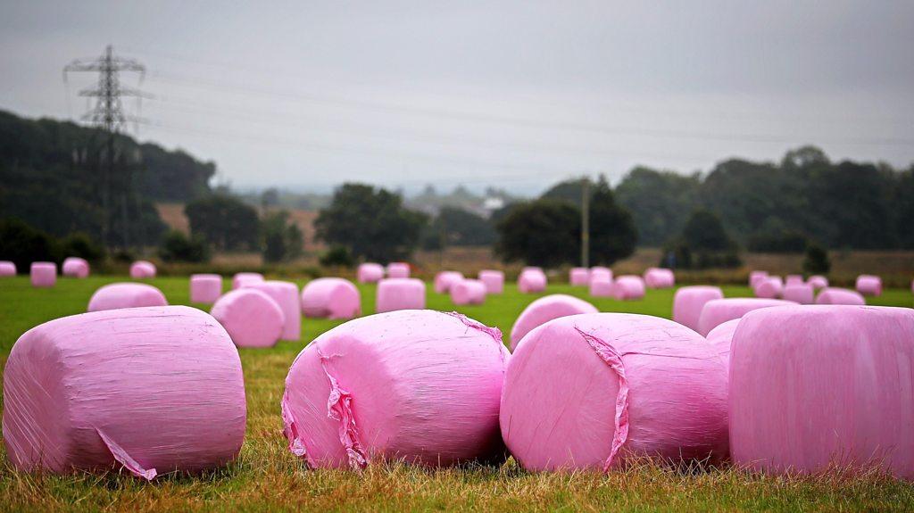 Pink hay bales