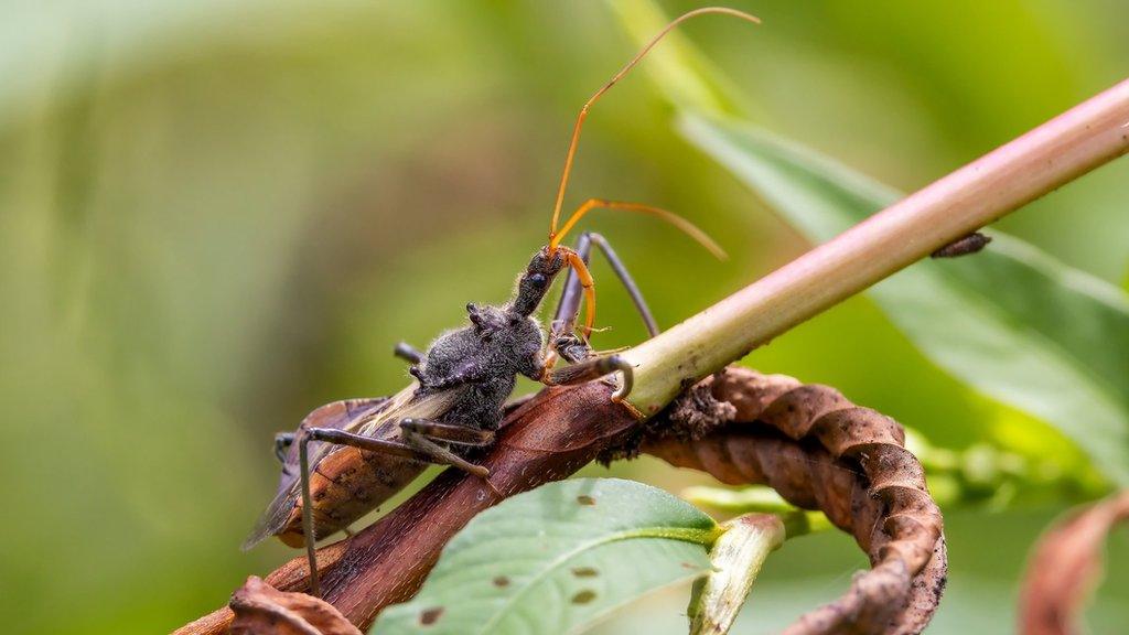 Assassin bug