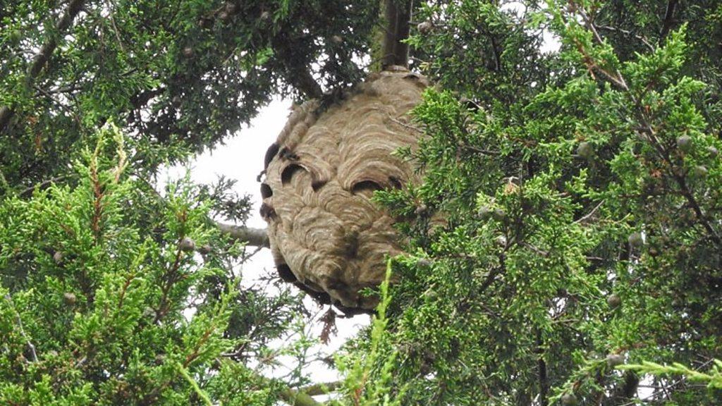 Asian hornet's nest