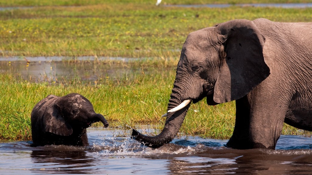 Elephants in the Okavango Delta