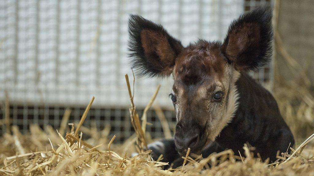 Okapi