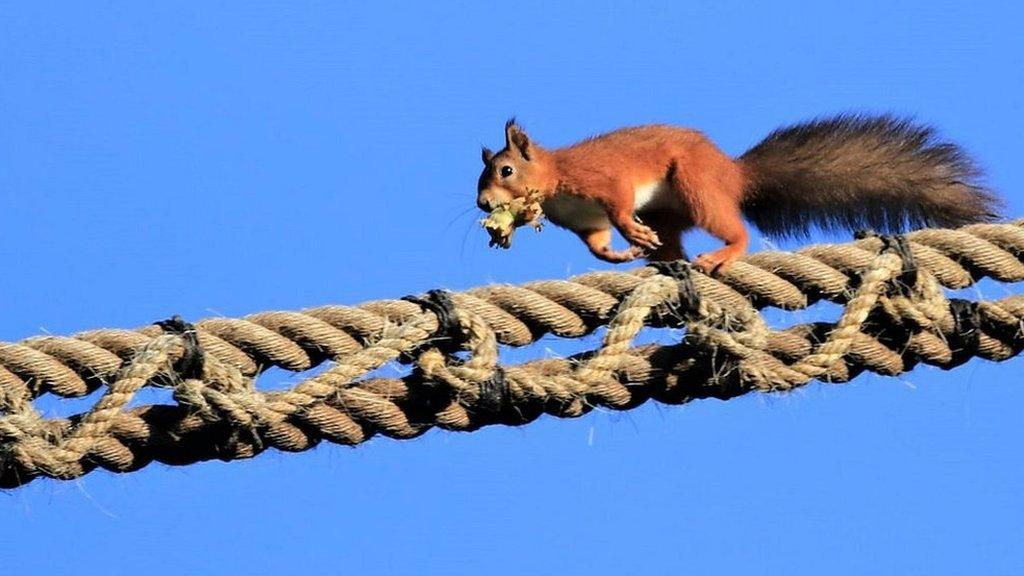 Red squirrel