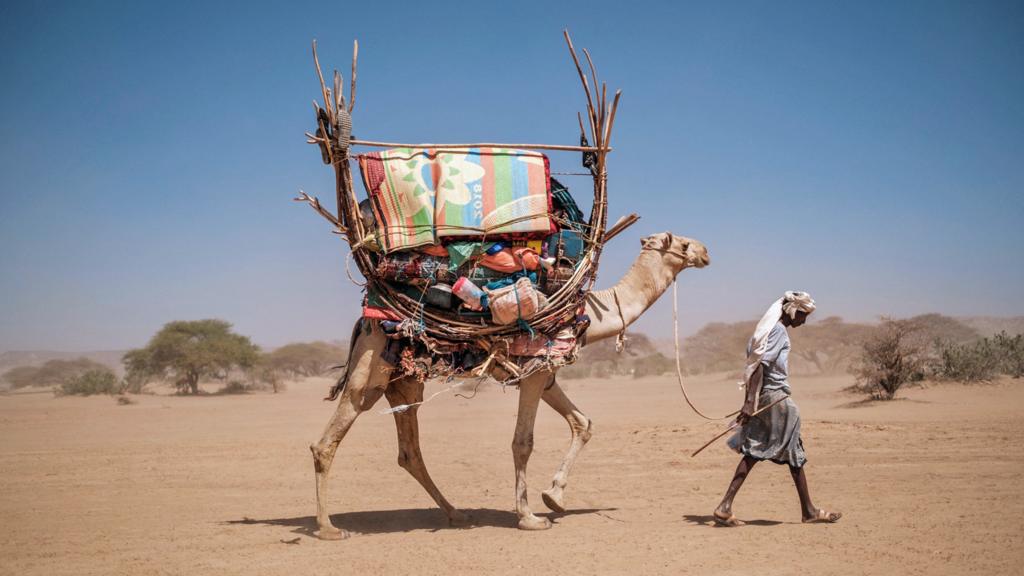 A pastoralist walks with a camel carrying his goods in Ethiopia - January 2023