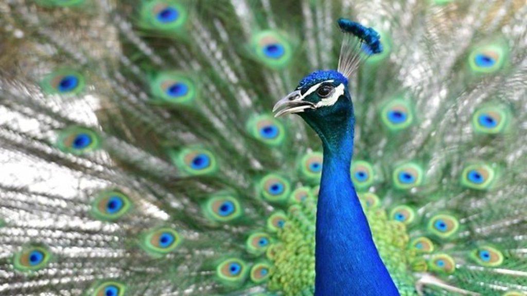 How 30 unclaimed peacocks are terrorising a County Durham village.