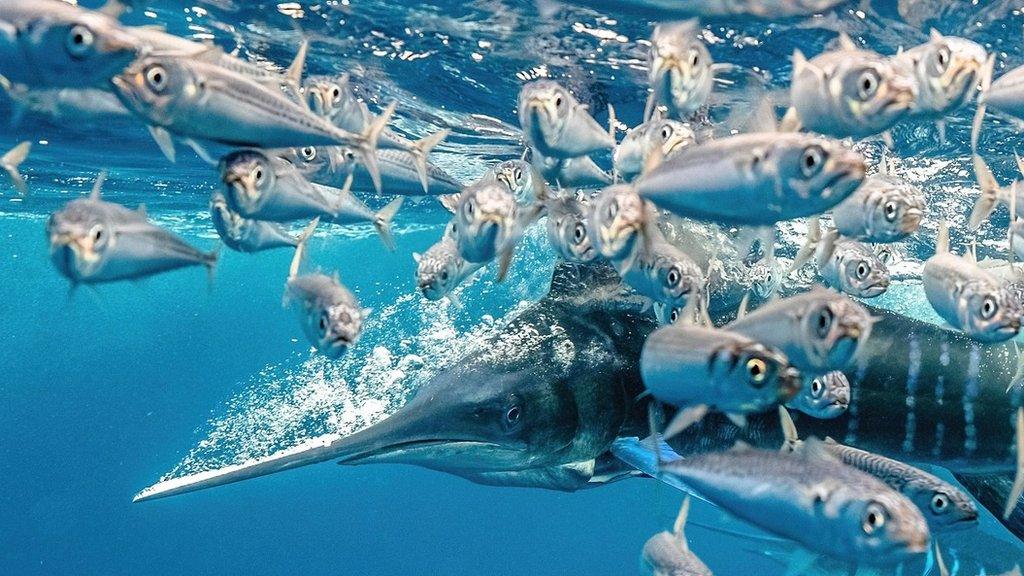 striped marlin hunting small fish in the Pacific Ocean