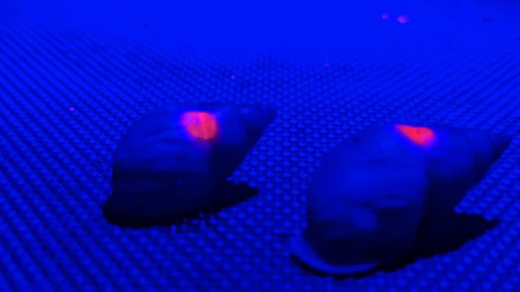 Partula snails with red UV spots