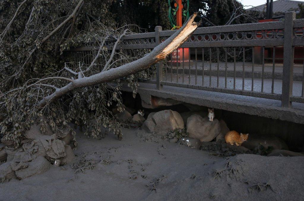 Cats hide under a road after a volcano eruption in Talisay, Batangas, Philippines, 13 January