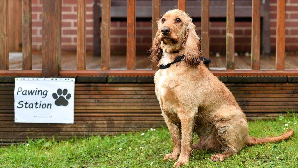 dog-at-polling-station.