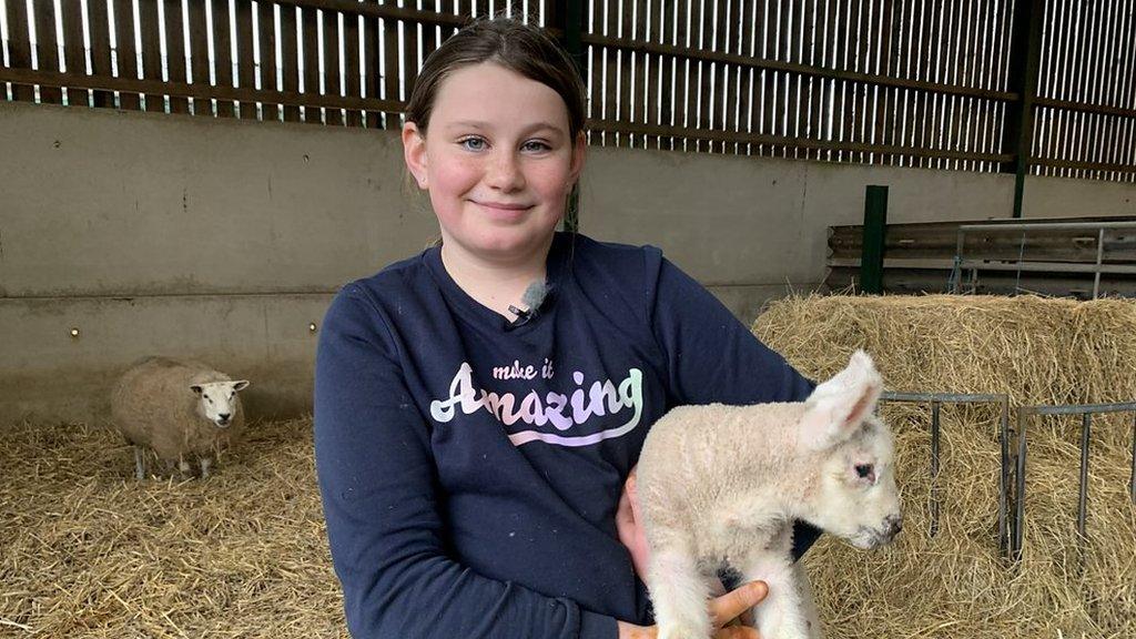 Girl holding a lamb